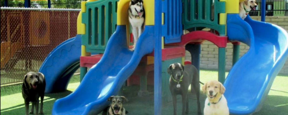 Are You Finding the Best Collection of Dog Park Playground Equipments Online?